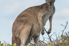 Klokan na útěku. Na Mělnicku se chystají na odchyt exotického zvířete
